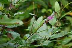 Desmodium triquetrum subsp. triquetrum